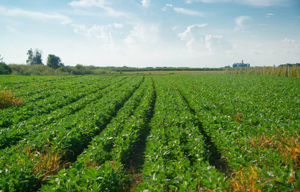 Will U.S. Agricultural Exports Be a Casualty of the U.S.-China Trade War?