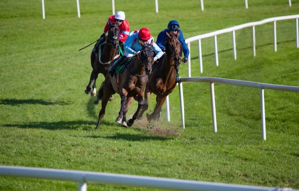How Are Thoroughbred Horses Transported? – More Than Shipping