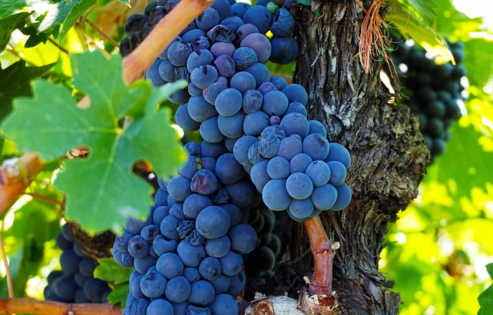 Why the U.S. is a Global Leader in Grapes – More Than Shipping